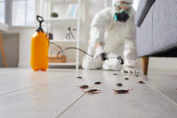 Affordable Termite Control solutions in Solomon, KS